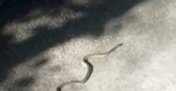 В Днепре на жилмассиве Тополь ползают краснокнижные змеи - рис. 1