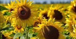 Дожди не прогнозируются: какой будет погода в Днепре 20 сентября - рис. 9