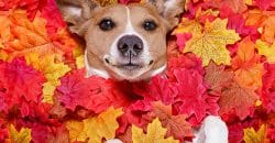 Прогноз погоды в Днепре на 29 сентября - рис. 8