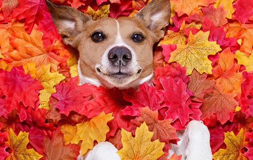 Прогноз погоды в Днепре на 29 сентября - рис. 1