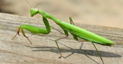 Вблизи Днепра заметили редкого богомола - рис. 2