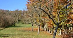 У лісах Дніпропетровщини вперше висадять плодові дерева: абрикоси, вишні та сливи