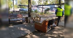 В Днепре на Тополе обустроили «гостиную» из старой мебели под открытым небом - рис. 4