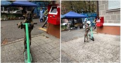 В Днепре увидели собаку на электросамокате - рис. 4