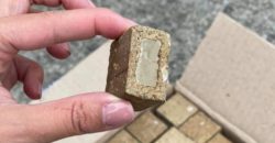 У Дніпрі та області розпочали осінню імунізацію диких тварин проти сказу