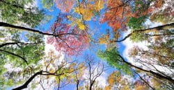 Тепло, без осадков: прогноз погоды в Днепре на 2 октября - рис. 10