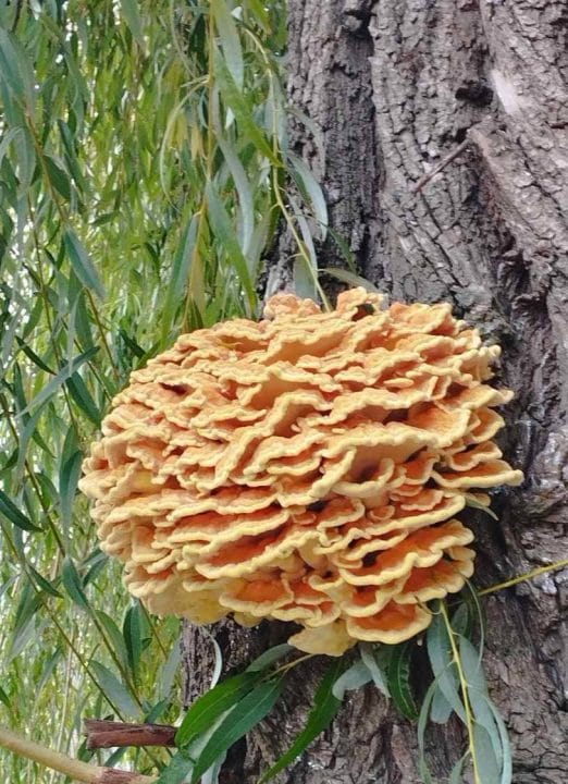 На Дніпропетровщині знайшли незвичайний гриб, який на смак нагадує куряче м'ясо