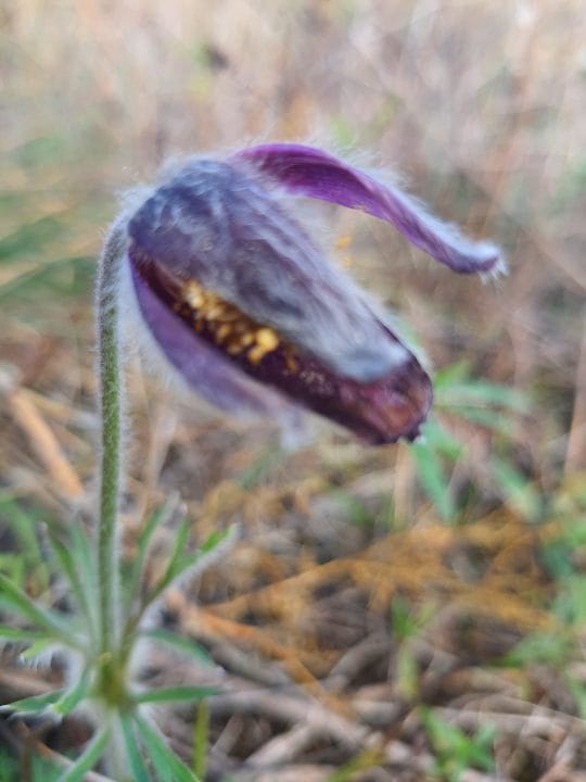 У заповіднику поблизу Дніпра через аномальну осінь розцвіли первоцвіти