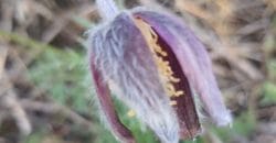 В заповеднике вблизи Днепра из-за аномальной осени распустились первоцветы - рис. 8