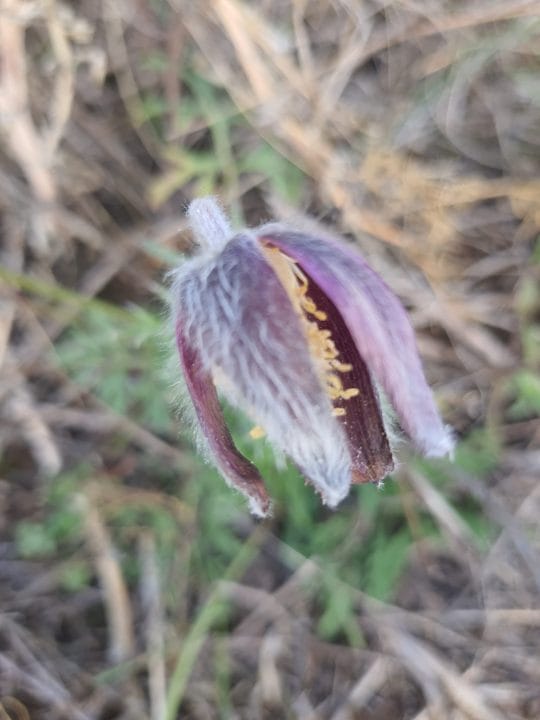 У заповіднику поблизу Дніпра через аномальну осінь розцвіли первоцвіти