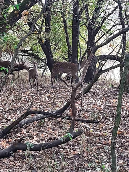 На Дніпропетровщині розпочався гон оленів: яскраві шлюбні ігри під охороною природи