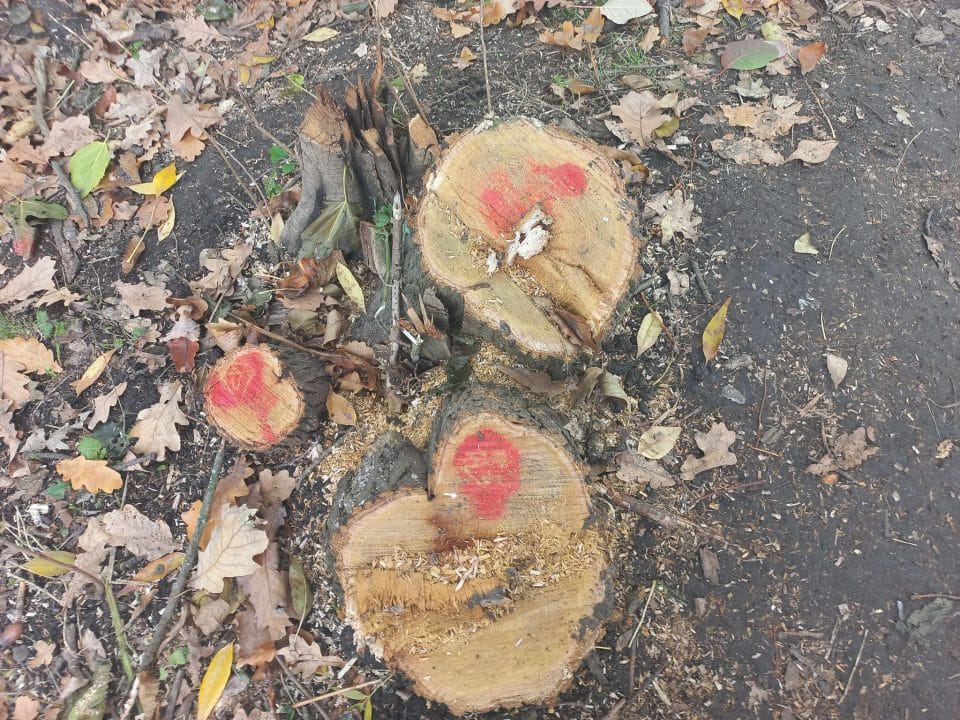 В Днепре неизвестные спиливают здоровые деревья в Туннельной балке - рис. 1