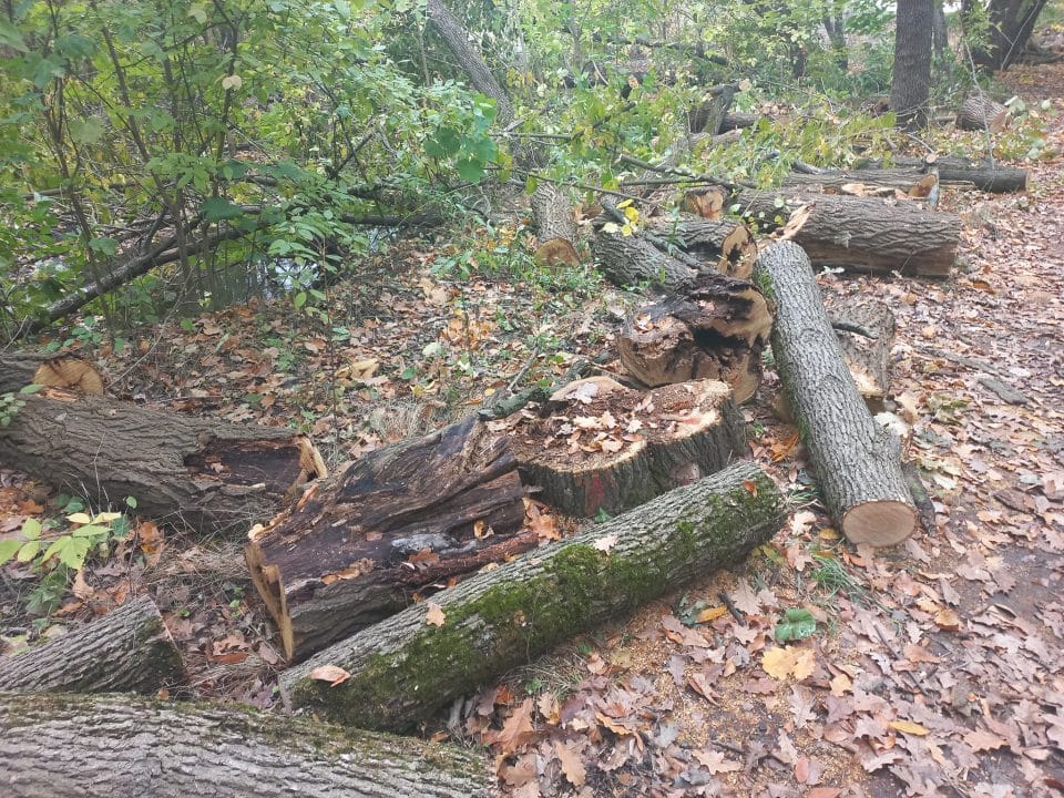 В Днепре неизвестные спиливают здоровые деревья в Туннельной балке - рис. 4