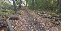 В Днепре неизвестные спиливают здоровые деревья в Туннельной балке - рис. 11