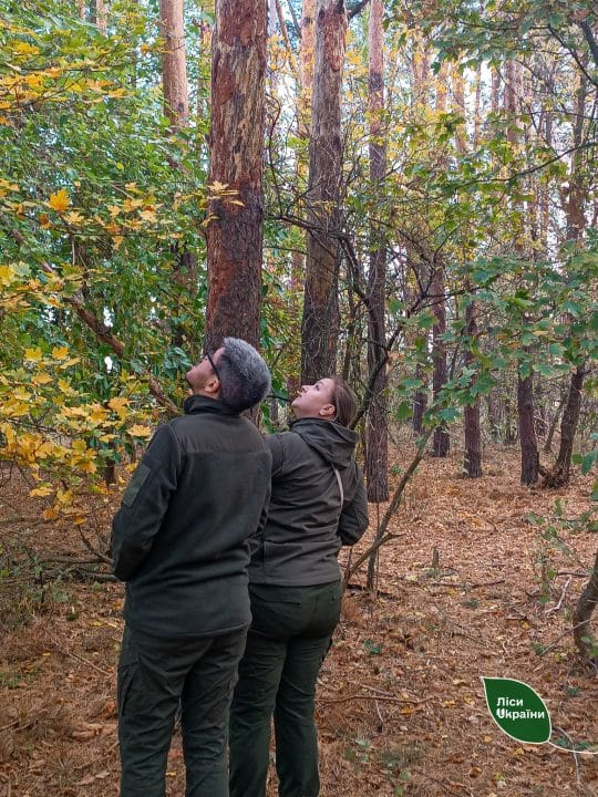 У лісах Дніпропетровщини виявили небезпечних шкідників: лісові насадження під загрозою