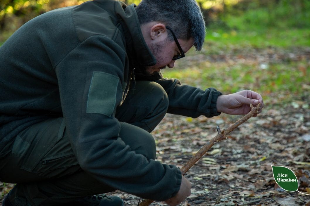 У лісах Дніпропетровщини виявили небезпечних шкідників: лісові насадження під загрозою