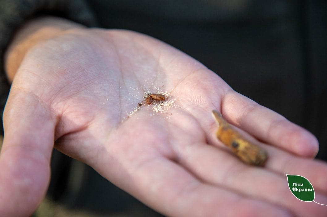 У лісах Дніпропетровщини виявили небезпечних шкідників: лісові насадження під загрозою