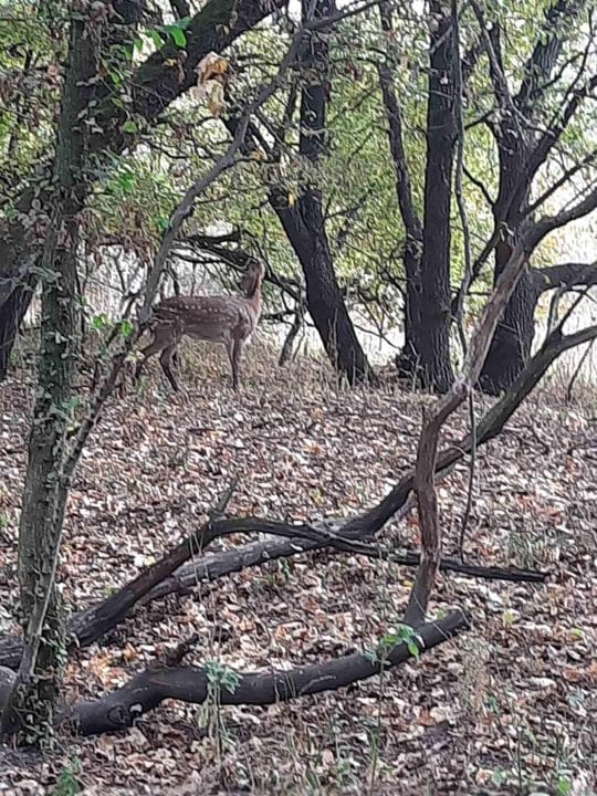 На Дніпропетровщині розпочався гон оленів: яскраві шлюбні ігри під охороною природи
