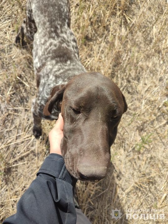 На Днепропетровщине полицейский спас обессиленную собаку, которую нашел в лесополосе - рис. 2