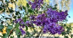 Природна аномалія: у Дніпрі восени зацвіли вишні та бузок