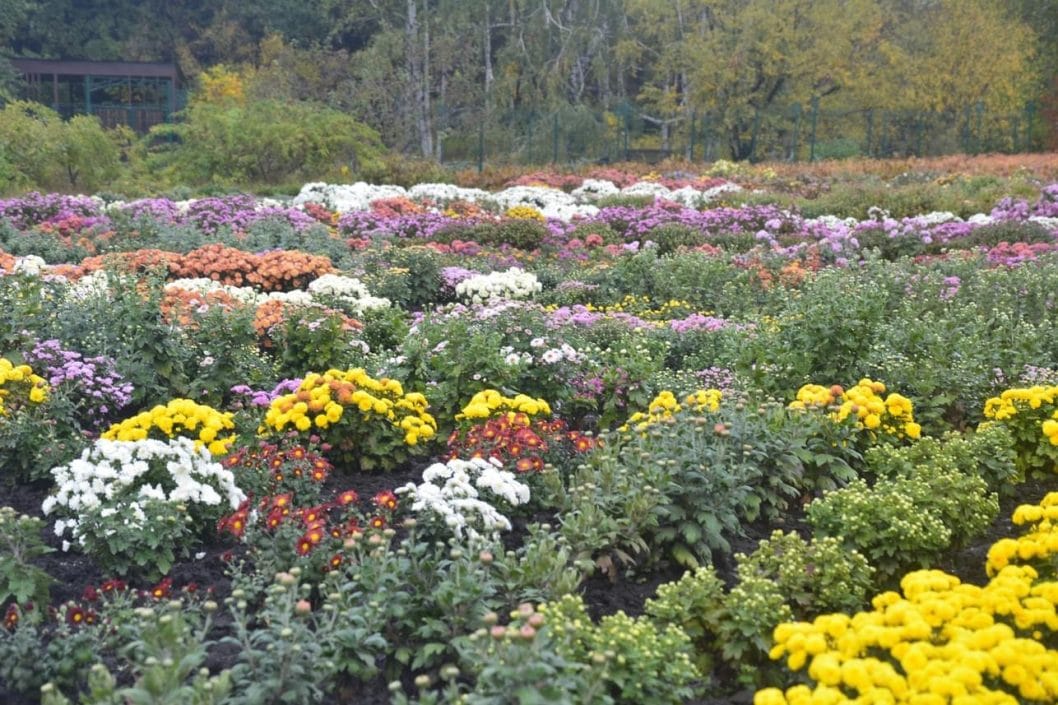 Сотни разноцветных кустов: на Днепропетровщине расцвело поле хризантем - рис. 4