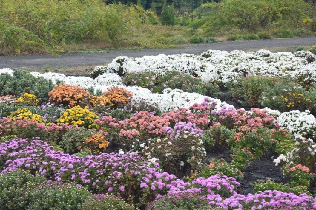 Сотни разноцветных кустов: на Днепропетровщине расцвело поле хризантем - рис. 1