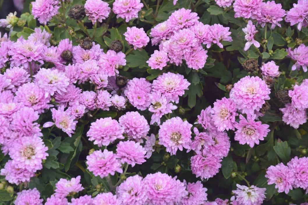 Сотни разноцветных кустов: на Днепропетровщине расцвело поле хризантем - рис. 5