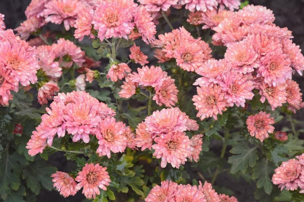 Сотни разноцветных кустов: на Днепропетровщине расцвело поле хризантем - рис. 2