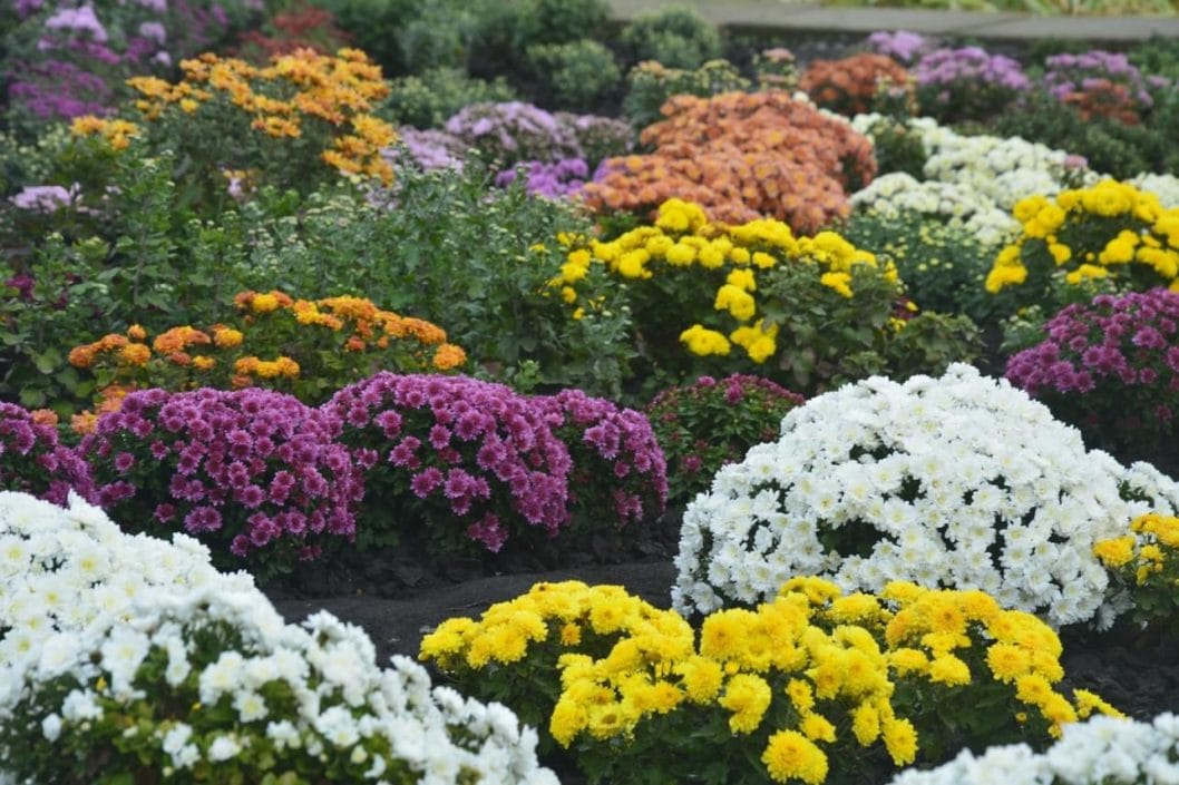 Сотни разноцветных кустов: на Днепропетровщине расцвело поле хризантем - рис. 3