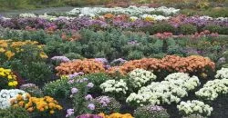 Сотні різнокольорових кущів: на Дніпропетровщині розквітло поле хризантем - рис. 14