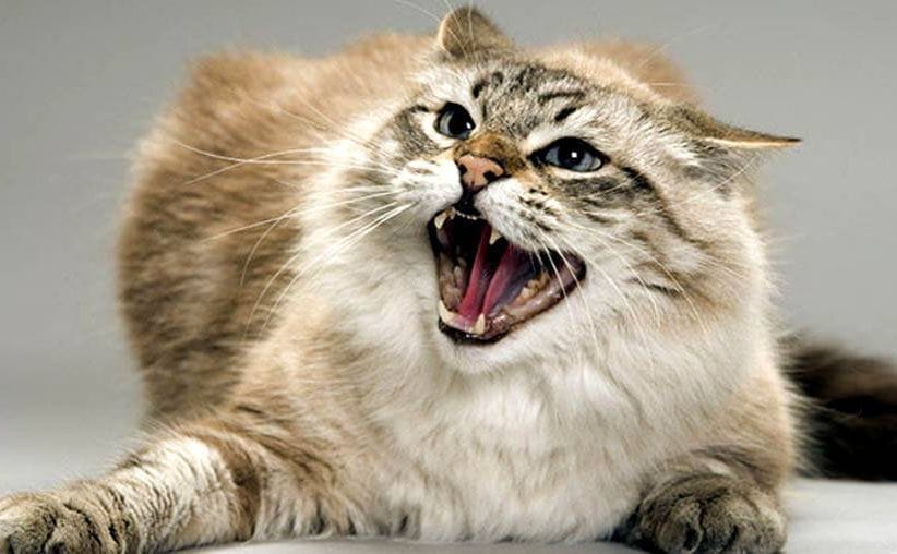 На Днепропетровщине обнаружили бешенство у кота: в громаде объявлен карантин - рис. 1