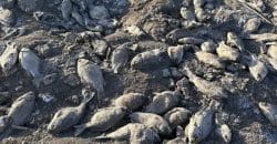 У селі на Дніпропетровщині зафіксували масову загибель риби - рис. 1