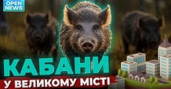 Дикі кабани у Дніпрі: враження містян - рис. 9