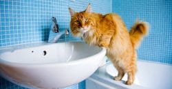 У Дніпрі частина житлового масиву залишилася без водопостачання