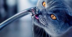 У частині Соборного району Дніпра не буде води