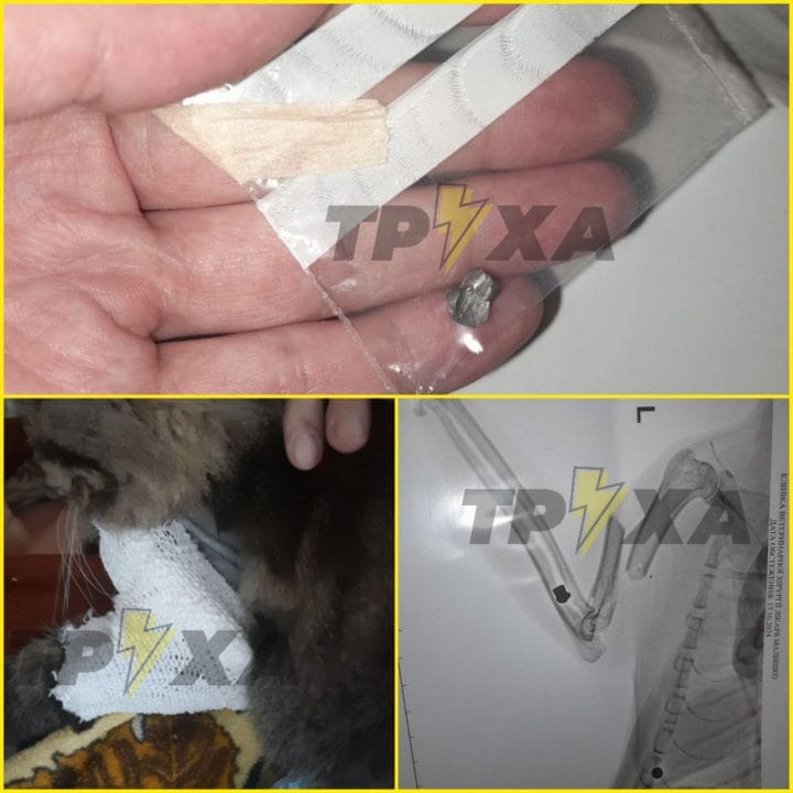 В Днепре живодеры стреляли по коту: у пушистика два пулевых ранения и перелом лапки - рис. 1