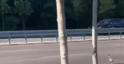 В Днепре заметили едва не попавшего под машину фазана - рис. 7