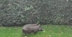 В центре Днепра заметили маленьких диких кабанчиков - рис. 10