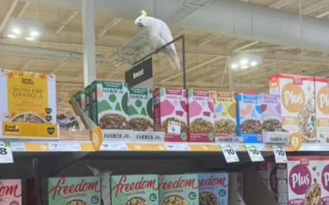 Австралійський супермаркет чотири тижні прихищав какаду через заборону на вилов птахів