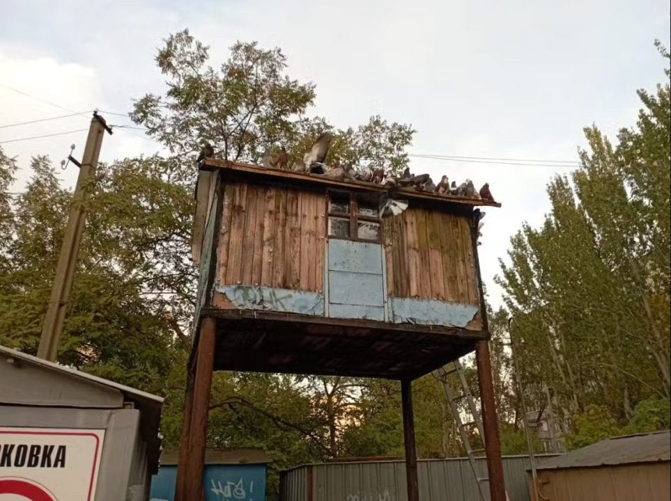 У Дніпрі оселилися голуби-переселенці з Донеччини